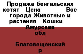 Продажа бенгальских котят › Цена ­ 20 000 - Все города Животные и растения » Кошки   . Амурская обл.,Благовещенский р-н